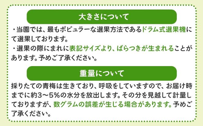 紀州熟南高梅 約2kg 選べるサイズ M ~ 大玉 4L 《2027年6月上旬-6月中旬頃出荷》 和歌山県 日高川町 梅 紀州南高梅 うめ フルーツ 果物---wshg_frsa1_a6_23_18000_2kg---
