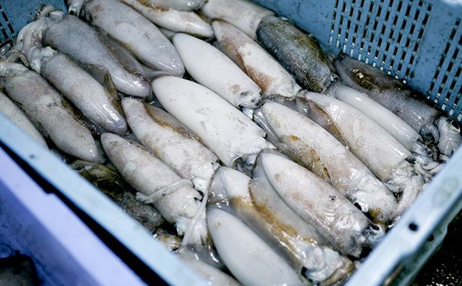 柔らか肉厚の スルメイカ 一夜干し 6枚[ 国産 干物 肴 つまみ イカ ]