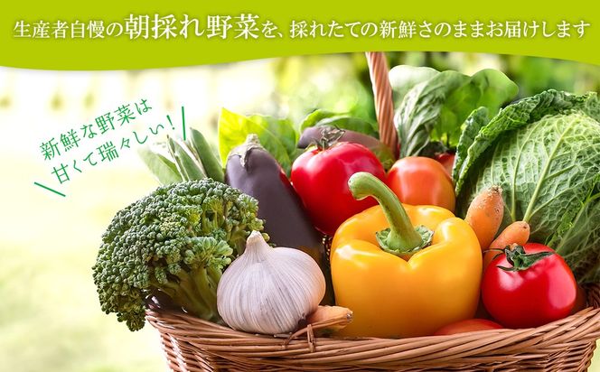 【ふるさと納税限定】さかいの採れたて野菜セット 5～8種