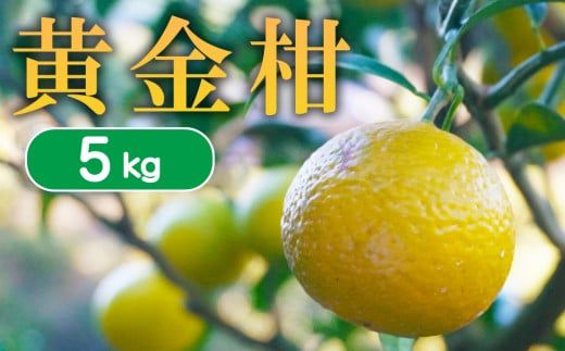 【 先行予約 】 果樹園みどり の 黄金柑 5kg （ サイズ ミックス  ）<発送期間：3月中旬～> 5kg 先行 事前 予約 受付 みかん 黄金柑 おうごんかん ゴールデンオレンジ 贈答用 贈答 幻 希少 グレープフルーツ 果汁 おいしい 愛媛 産地直送 国産 農家直送 期間限定 数量限定 特産品 ジュース 人気 限定 愛南 果実 さわやか 香り 甘い フルーツ 果物 柑橘 果樹園 みどり