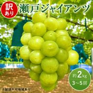 訳あり ぶどう 瀬戸ジャイアンツ 約2kg 3～5房 高梁市産 2026年 先行予約 化粧箱 葡萄 ブドウ うめづぶどう園