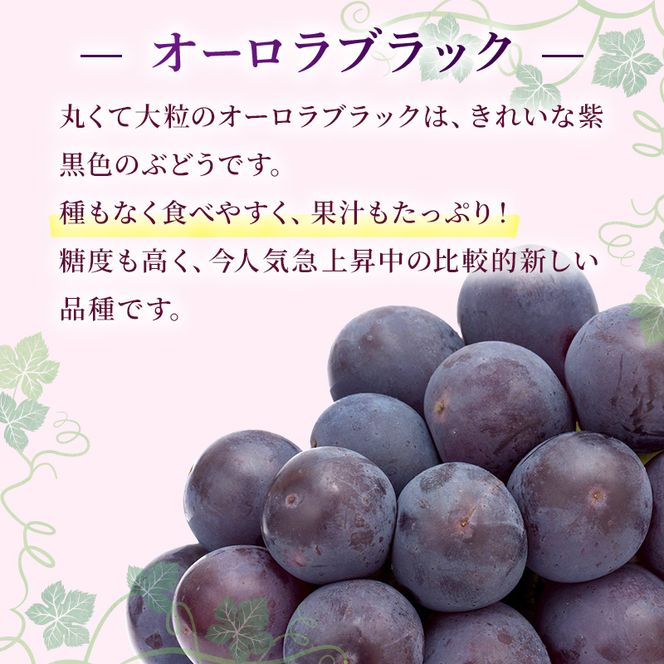 ぶどう 2026年 先行予約 ご家庭用 オーロラブラック 2～3房 合計約1.2kg ブドウ 葡萄  岡山県産 国産 フルーツ 果物 ギフト