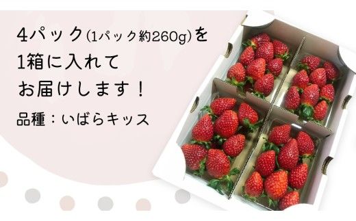 【 先行予約 】 茨城県品種 いばら キッス ( 4パック×1箱 )【 2027年1月から発送開始 】 （常陸太田市 共通返礼品 ) 約 260g × 4 パック いばらキッス いばらきっす いちご 数量限定 果物 くだもの フルーツ 苺 イチゴ 期間限定