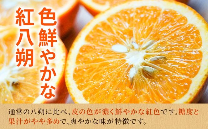 【先行予約】紀州和歌山産 木成紅八朔 8kg 株式会社魚鶴商店(大鶴商店)《2月下旬-3月中旬頃出荷》和歌山県 日高町 紀州和歌山産 木成紅八朔 はっさく ハッサク 八朔 紅八朔 柑橘 果物 フルーツ---wsh_uot235_2g3c_26_18000_8kg---