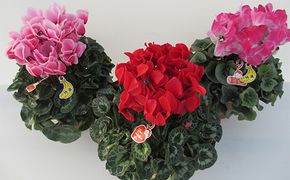 農林水産大臣賞受賞 シクラメン6号鉢（18cm）ますだ農園＜赤・サーモンピンク・ピンク・ピアス・紫＞から状態の良いものをお届け【お届け11月～12月】F4N-2805