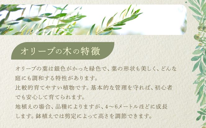 オリーブの木　Sサイズ　高さ約100～130cm 372013_KB003