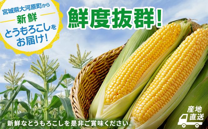 とうもろこし 味来 贈答用 5本 トウモロコシ 宮城県産 甘い 夏 朝採れ 産地直送 宮城県 大河原町