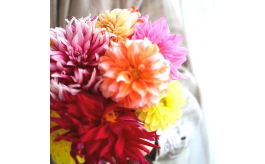 【CF-R7hbk】t183tmf　《12ヵ月定期便》ダリア 花束 初回花瓶付 定期便 定期コース 全12回 延命剤付き ラッピング 花びん 生花 花束 ブーケ 花 お花 可愛い キレイ おしゃれ 供花 お供え ギフト プレゼント