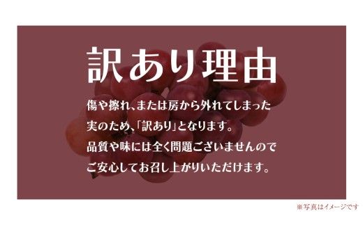 【 訳あり 】 ゴルビー 3kg 【2026年8月中旬発送開始】(茨城県共通返礼品：大子町) ぶどう 葡萄 ブドウ 果物 フルーツ 果実 ワケあり ご自宅用 ご家庭用 自分用