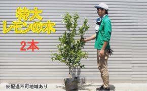 鉢植え レモンの木 特大サイズ 2本 配送不可 北海道 沖縄 離島 苗木 