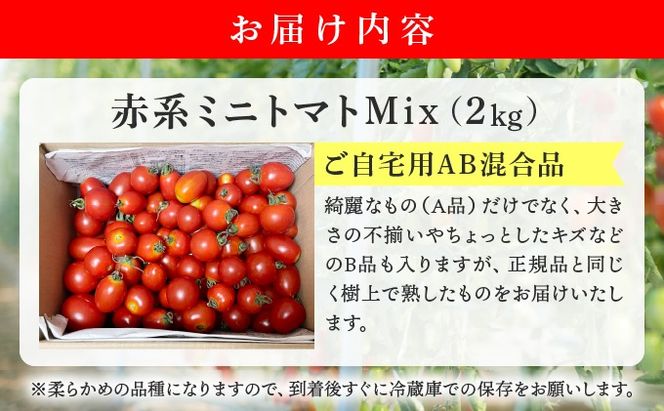 ＜先行予約＞赤系ミニトマトMix(たっぷり2kg)｜北海道 伊達市 野菜 新鮮 ふるさと納税 送料無料【ffk-004】