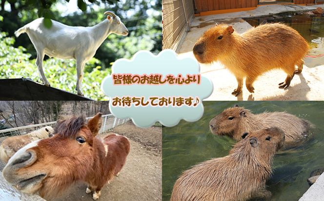 バーベキュー セット もちぶたを堪能できる 手ぶらバーベキュー 2名様分 選べるA・Bコース 食事券 体験チケット チケット もちぶた 和豚 もち豚 豚肉 ポーク お肉 肉 豚 精肉 焼き肉 焼肉 アウトドア スペシャルキャンペーン 