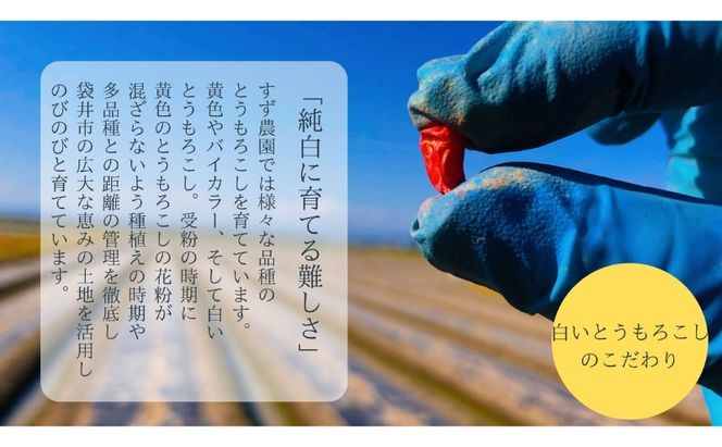 【先行予約】?極の?さと果汁 白いとうもろこし おすすめ コーン トウモロコシ 採れたて 新鮮 健康 ヘルシー 人気 厳選 袋井市