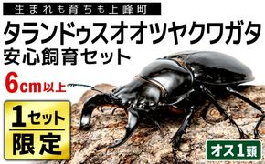 【1セット限定！】完璧育成！「タランドゥスオオツヤクワガタ」 G-233