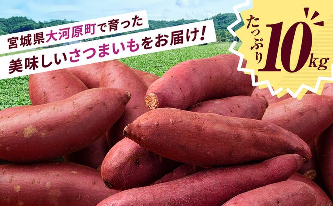さつまいも 約10kg ふくむらさき 加工用 大きいサイズ サツマイモ 宮城県産 甘い 秋 冬 スイーツ いも 産地直送 宮城県 大河原町