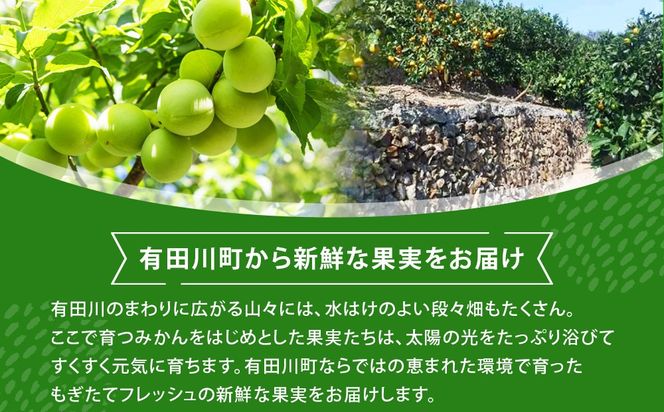 青梅 10kg 訳あり 紀州南高梅 シロップ・梅酒・梅干し用等 和歌山県有田産 2026年5月下旬～7月上旬発送予定 CE063