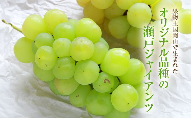 【2026年 先行予約】【訳あり品】 瀬戸ジャイアンツ 4～5房 合計約2kg 常温配送 ぶどう 葡萄 フルーツ 果物 岡山 岡山のぶどう 食後 デザート 産地直送 皮ごと 酸味が少ない 爽やか 甘い 
