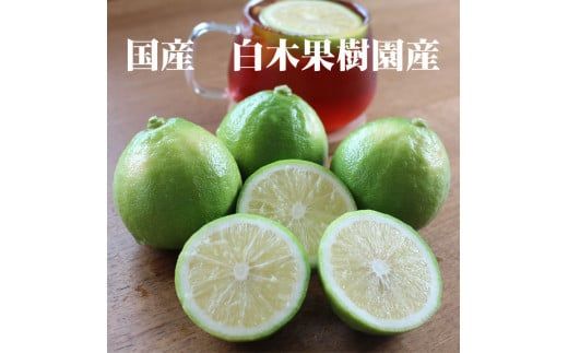 【先行予約】＜果樹園直送＞ 白木果樹園産 ベルガモット 約2kg 1キロ 10～15個入り〈2026年10月下旬～12月下旬頃発送〉  / 果物 くだもの 果実 柑橘類 柑橘 爽やか フレッシュ 新鮮 デトックスウォーター【白木果樹園】 [BQAI045]