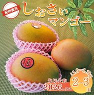 【2026年先行予約】紀州美浜しおさい マンゴー 2～3玉（1.0～1.1kg）｜フルーツ 果物 くだもの まんごー 希少 国産 食品 おやつ デザート 産地直送 和歌山県美浜町産