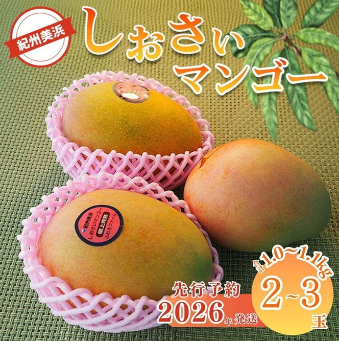 【2026年先行予約】紀州美浜しおさい マンゴー 2～3玉（1.0～1.1kg）｜フルーツ 果物 くだもの まんごー 希少 国産 食品 おやつ デザート 産地直送 和歌山県美浜町産