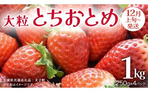 とちおとめ 大粒 250g（8～12粒）×4パック【2026年12月上旬発送開始】(茨城県共通返礼品：大子町) いちご 苺 果物 フルーツ 果実