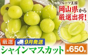 【9月発送】シャインマスカット 約650g(1房)《2026年9月上旬-9月末頃出荷》岡山県 笠岡市 シャインマスカット 厳選 ぶどう ブドウ 葡萄 マスカット 果物 フルーツ ギフト---kasaoka_zsy_417_650-9m---