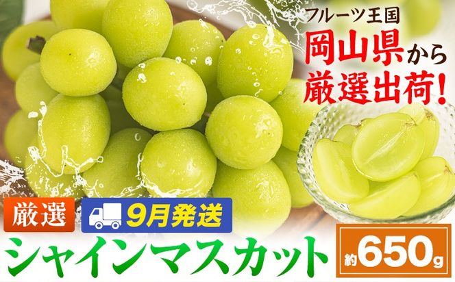 【9月発送】シャインマスカット 約650g(1房)《2026年9月上旬-9月末頃出荷》岡山県 笠岡市 シャインマスカット 厳選 ぶどう ブドウ 葡萄 マスカット 果物 フルーツ ギフト---kasaoka_zsy_417_650-9m---