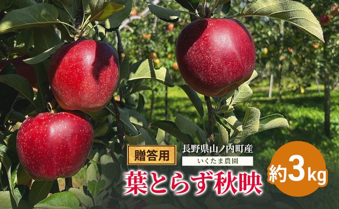 【2026年9月～発送】贈答用 葉とらず秋映 約3kg リンゴ りんご フルーツ 果物 お取り寄せ 長野県 山ノ内町