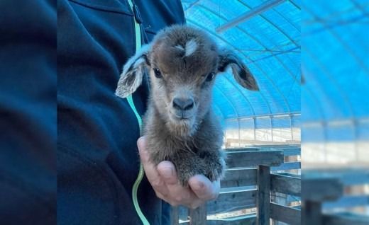 【体験型返礼品】癒しのヤギセラピー体験（来場/1時間/1名）