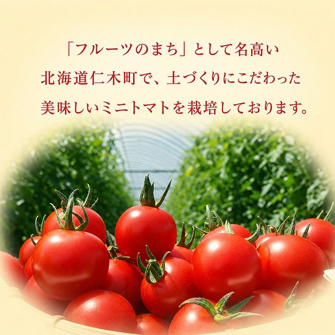 [2026年発送][栽培期間中 農薬・化学肥料不使用] 北海道 仁木町産 ミニトマト エコスイート 1.2kg×10箱 サイズ混載 トマト野菜 やさい  [Farm Watanabe]