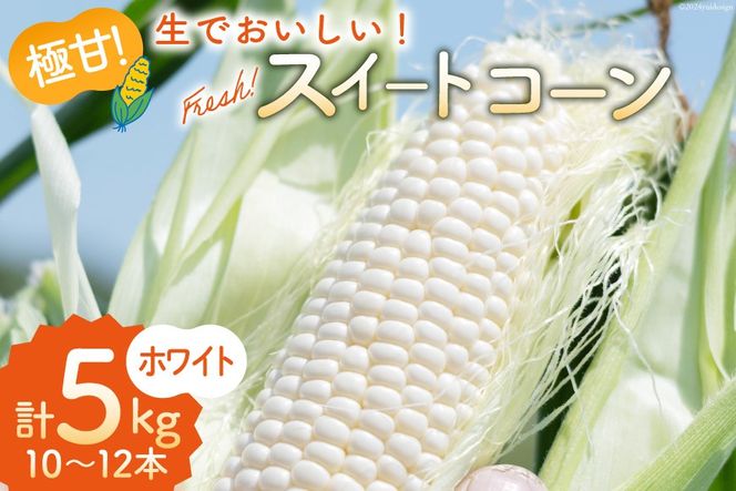 AI206 とうもろこし スイートコーン ホワイト 5kg 10〜12本 [ トウモロコシ コーン ホワイトコーン 野菜 5キロ さかいさんち SAKAI FARM 長崎県 島原市 ]