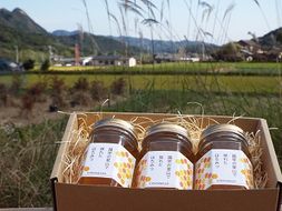 木村農園のはちみつ（170g×3本） 加工食品 蜂蜜 