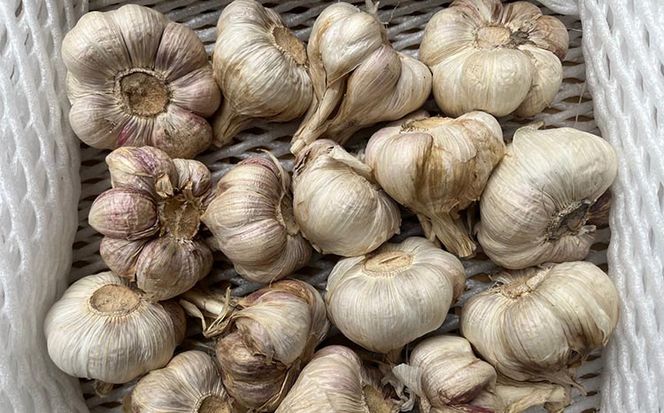 和歌山県産生にんにく約1kg　ご家庭用 ※2026年5月上旬～5月中旬頃に順次発送予定