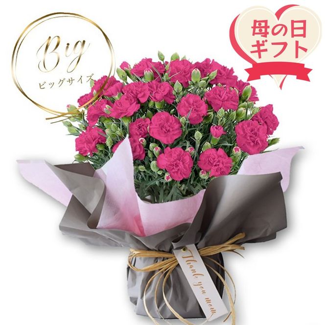 【母の日ギフト】鉢もの「カーネション7号ピンク」＜お届け日：2026年5/4～5/10 当店おまかせ ＞母の日カード付き【 母の日 ギフト アレンジ 花 カーネーション 贈り物 大阪府 門真市 】 272230_BG071VC02