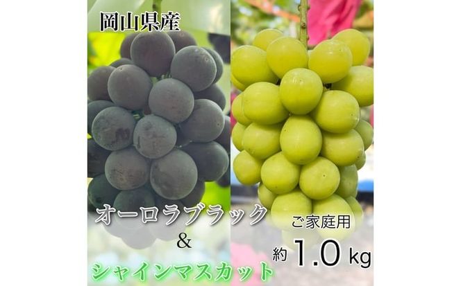 ぶどう 2026年 先行予約 農家こだわりの シャイン マスカット ＆ オーロラブラック 2房 合計約1.0kg ご家庭用クラス 葡萄 岡山県産 国産 フルーツ 果物 ギフト 【 Nini farm 農家 直送 】 [№5735-3487]