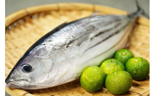 老舗 寺尾鮮魚店の初鰹と戻り鰹のタタキ定期便 1.5kgセット × 2回 タレ・薬味付き カツオのたたき 高知 藁焼き 真空パック 冷凍 定期便 旬 春 秋 食べ比べ 初ガツオ 戻りガツオ 鮮魚店 タタキ 1.5kg 2回 タレ 薬味 ねぎ にんにく 解凍方法 流水解凍 冷蔵庫 半解凍 キャッチコピー 本場 グルメ 海鮮 節 安芸市 高知県