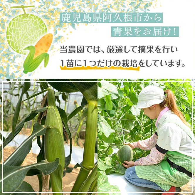 ＜先行予約受付中！2026年5月下旬以降順次発送予定＞厳選摘果！とうもろこし(15本・品種・ゴールドラッシュ) 国産 旬 野菜 青果 トウモロコシ 厳選 高糖度 冷蔵 期間限定 数量限定 【春田幸一】akn082-01