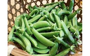 【先行予約：2026年6月上旬頃より発送】甘くてシャキシャキ！ おやつ感覚で食べられる スナップエンドウ 1Kg えんどう豆 夏野菜 おつまみ お弁当 旬の野菜 産地直送 NicoFarm_Y124-0048