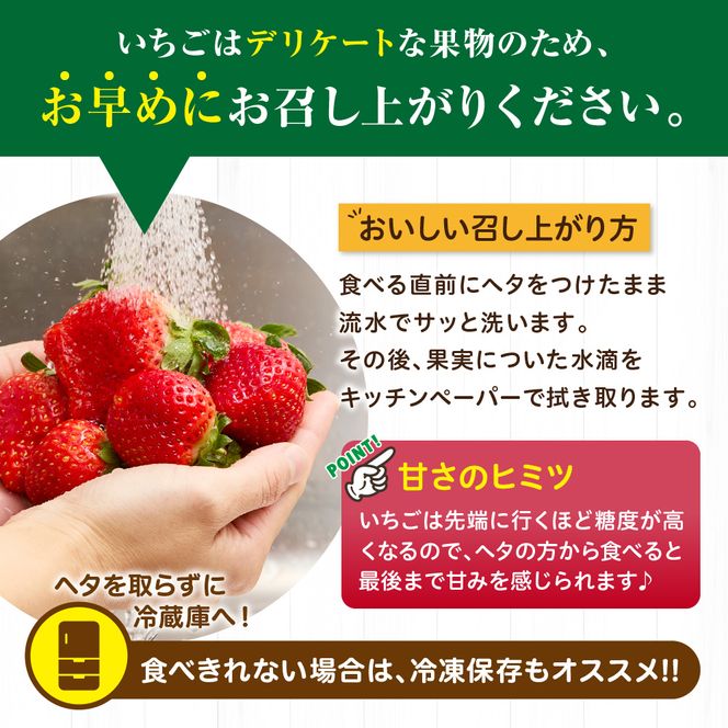 【定期便／3ヶ月連続お届け】アフター保証 博多あまおう 約280g×2パック 計3回 総量1.68kg 3カ月定期便【JAほたるの里】_HB0075