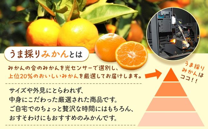みかん うま採り 箱込約 2.5kg（内容量2.3kg） 光センサー選別 みかんの会厳選 サイズミックス 和歌山県産 産地直送 【みかんの会】［2026年11月中旬より順次出荷予定］AX423