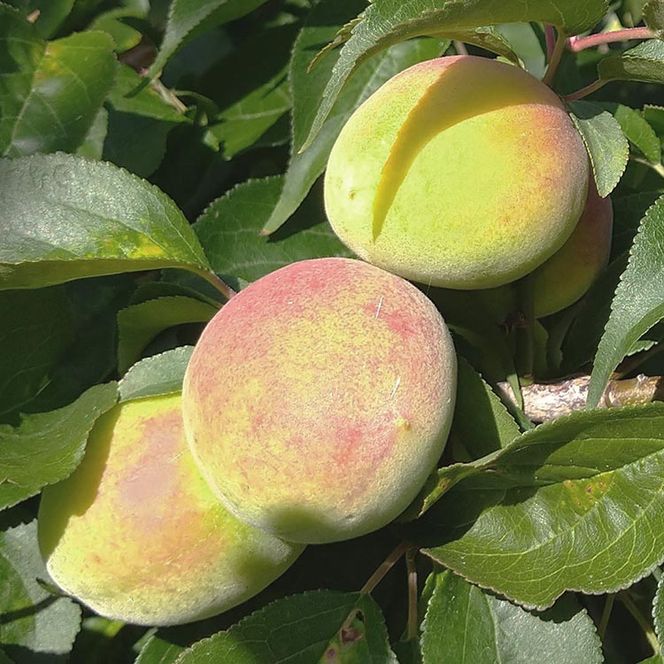 ＜6月発送＞ 厳選 紀州南高梅(青梅)10kg+250g（傷み補償分）【朝摘み・とれたて直送便】【梅干し・梅酒・梅ジュース】【和歌山産】