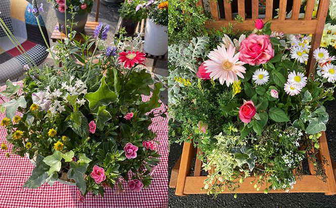 花 ガーデニングコンシェルジュがお届けする 季節の花 寄せ植え 鉢植え 鉢花 5～7種 ガーデニング コンシェルジュ お花 京都 