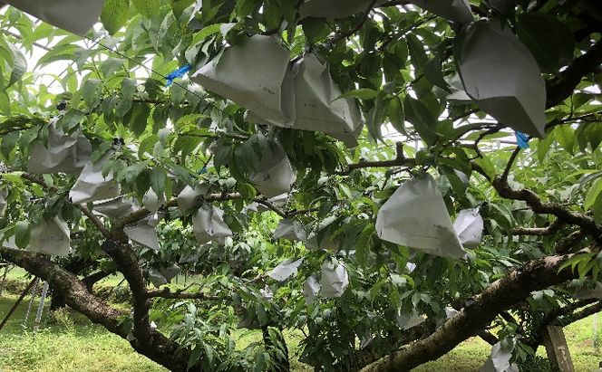 桃 白桃 先行予約 錦の水蜜桃 2kg 約5玉～8玉 もも モモ フルーツ 果物 デザート2026年発送 配送不可:離島 