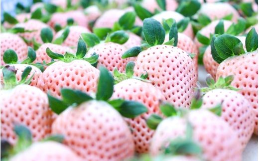 【完熟クラフト苺BERRY】【完熟クラフト苺BERRY】有名シェフ御用達【樹上完熟樹 紅白いちごセット】約500g（出荷2026年12月上旬～2027年5月下旬）【yuji0010】