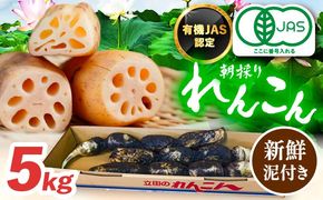 有機JAS認証 土付きレンコン 5kg れんこん 有機栽培 産地直送 野菜 愛西市 / 株式会社山三レンコン [AEBK004]