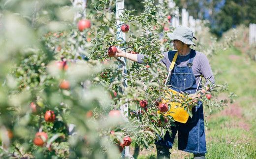 果汁100%！宇津宮果樹園の林檎屋果汁りんごジュース30缶セット 【サンふじ】 【635-1】