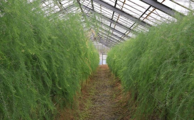 （訳アリ）小豆島産アスパラガス「さぬきのめざめ」M、L、2L混合1kg