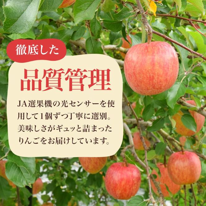 【2026年10月中旬～発送予定】 先行予約 訳あり りんご シナノスイート 約10kg 24～40玉入 家庭用 フルーツ 果物 甘い 訳あり おいしい 林檎