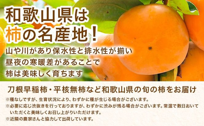 家庭用 種なし柿 選べる 約1kg 約2.5kg 約5kg 約7.5kg 約10kg 訳あり 池田鹿蔵農園《10月上旬-12月上旬頃出荷》和歌山県 日高町 刀根早生柿 平核無柿 ひらたねなしかき カキ 種なし柿---wsh_idn371_10j12j_26_7000_1kg---