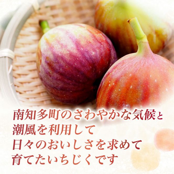 【先行予約】【2026年8月中旬～出荷】訳ありいちじく 約350g×4パック 計約1.4kg 冷蔵 果物 【配送不可地域：北海道 東北 九州 沖縄 離島】